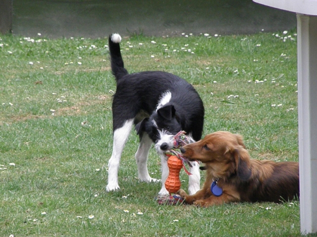 Dogs playing with Toy